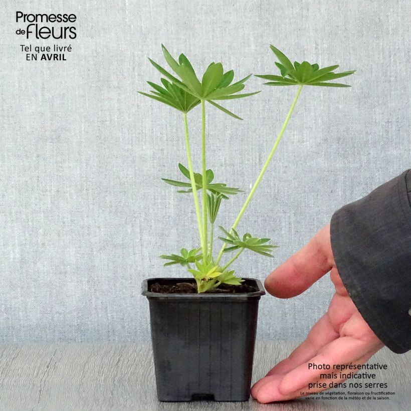 Lupinus polyphyllus Noblemaiden 7/8 cm pot sample as delivered in spring