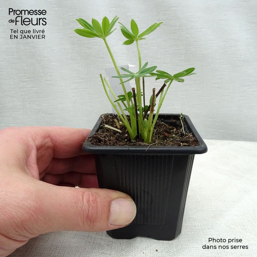 Lupinus polyphyllus Chandelier 7/8 cm pot sample as delivered in winter