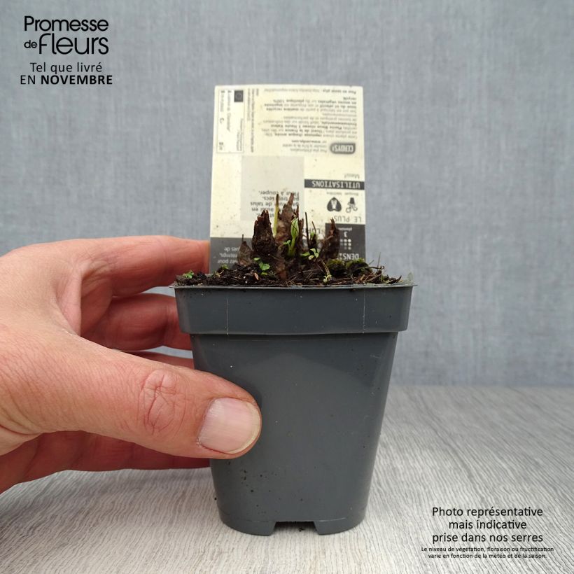 Lupinus polyphyllus Chandelier 7/8 cm pot sample as delivered in autumn