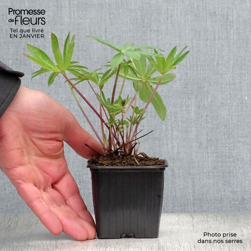 Lupinus The Governor 7/8 cm pot sample as delivered in winter