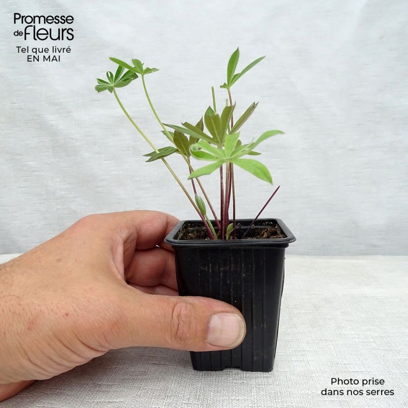 Lupinus The Governor 7/8 cm pot sample as delivered in spring