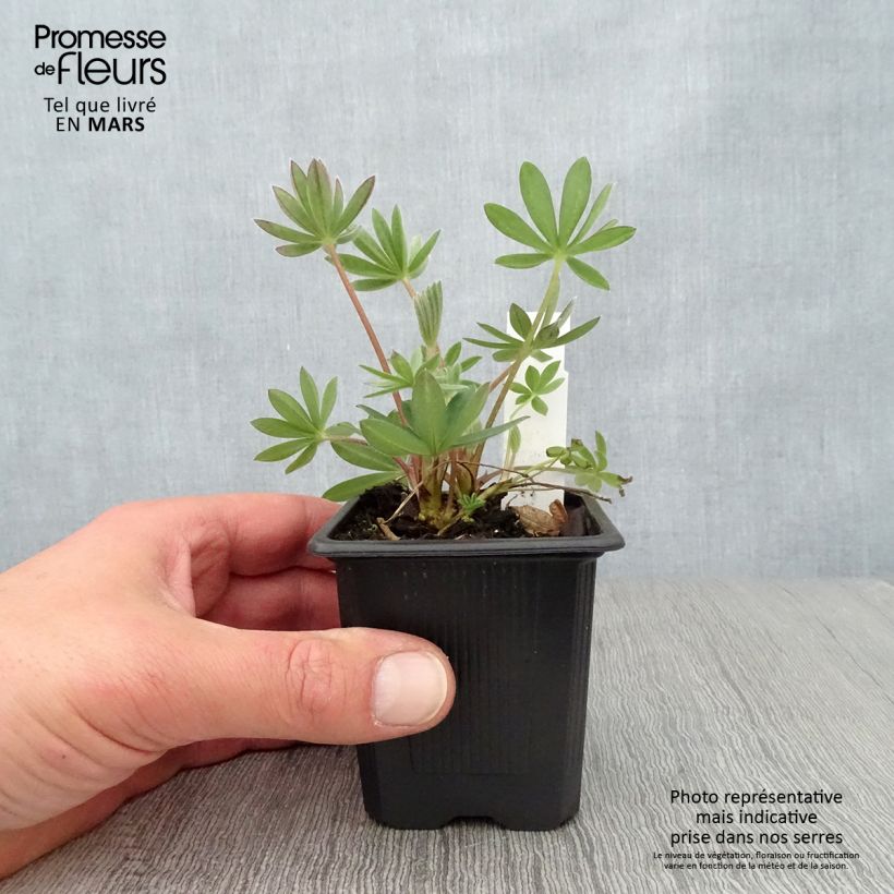 Lupinus polyphyllus Les Pages 8/9 cm pot sample as delivered in spring