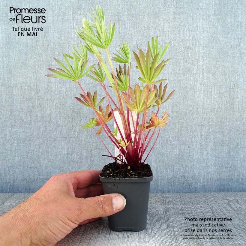 Lupinus polyphyllus Minaret 8/9 cm pot sample as delivered in spring