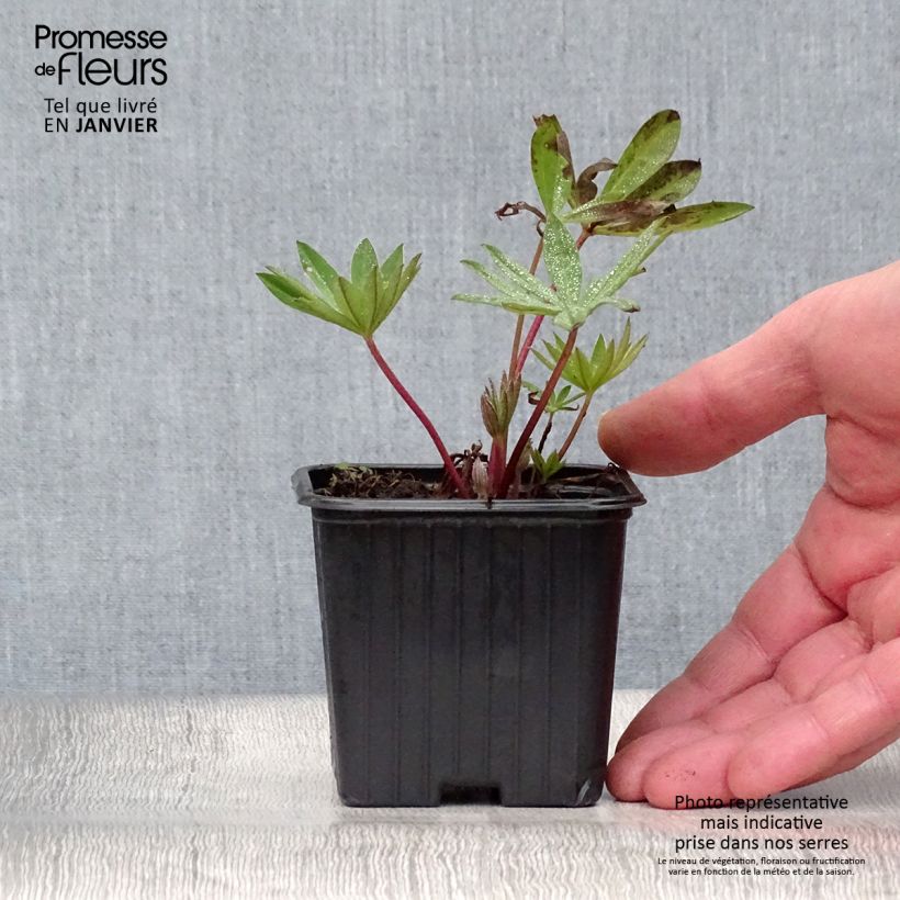 Lupinus polyphyllus My Castle 7/8 cm pot sample as delivered in winter