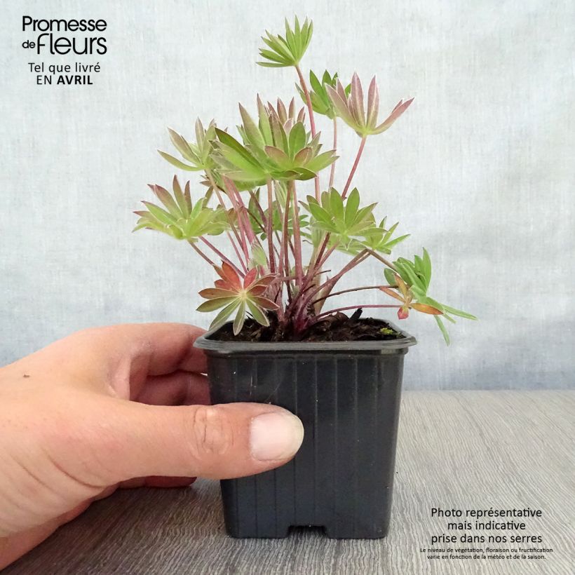 Lupinus polyphyllus My Castle 7/8 cm pot sample as delivered in spring