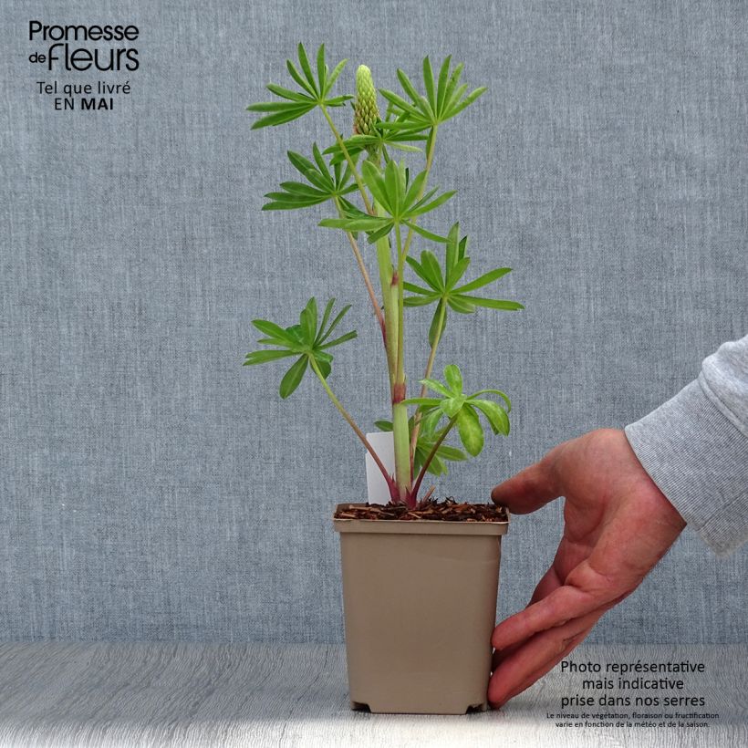 Lupinus polyphyllus West Country Blossom 10cm/11cm pot sample as delivered in spring