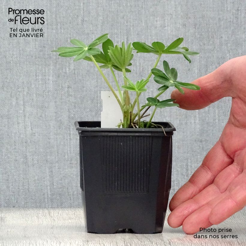 Lupinus West Country Manhattan Lights 8/9 cm pot sample as delivered in winter