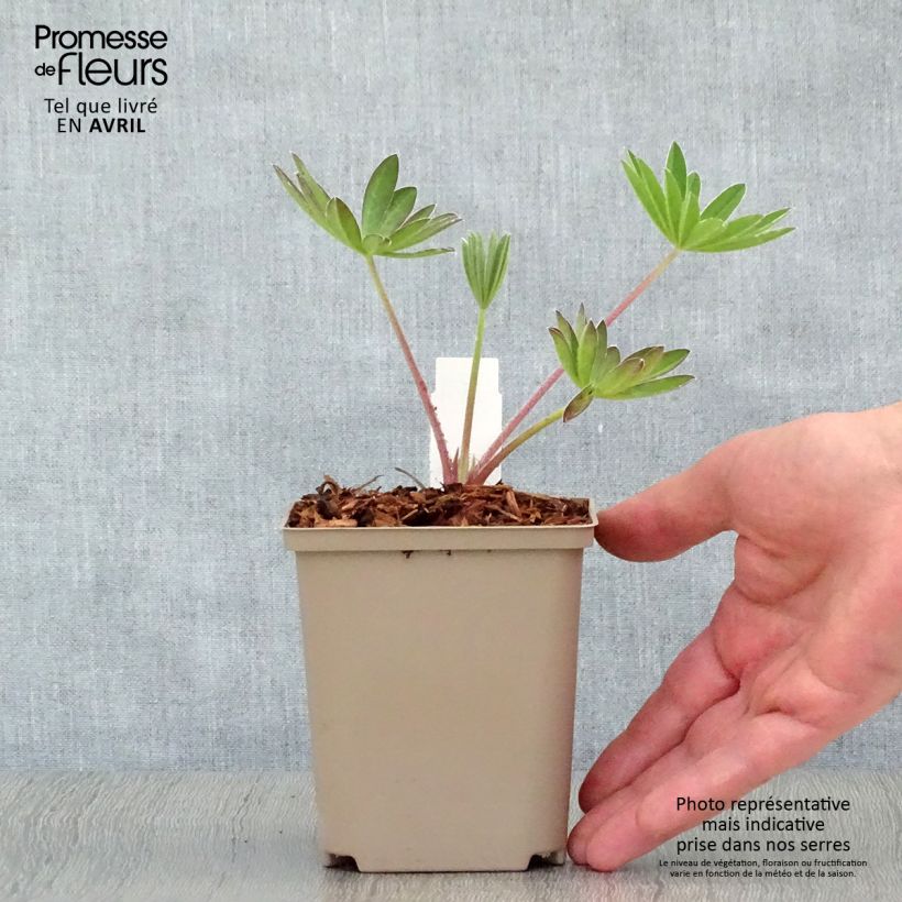 Lupinus West Country Manhattan Lights 8/9 cm pot sample as delivered in spring