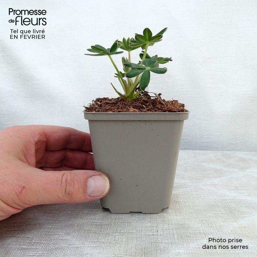Lupinus polyphyllus Masterpiece 8/9 cm pot sample as delivered in winter
