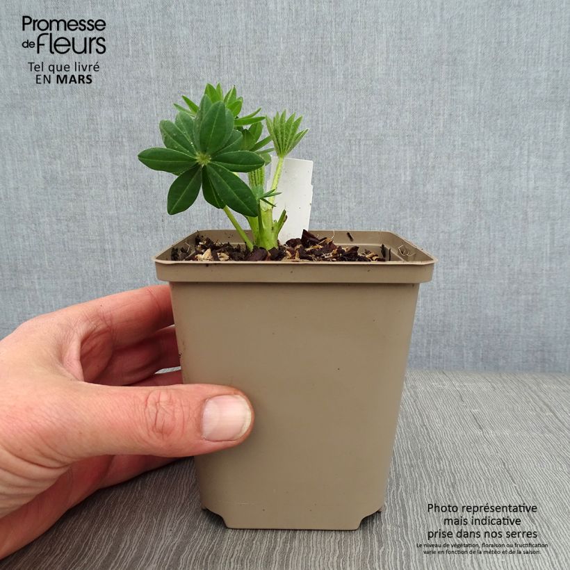 Lupinus polyphyllus West Country Polar Princess 10cm/11cm pot sample as delivered in winter