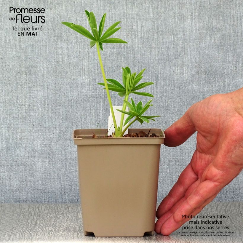 Lupinus polyphyllus West Country Polar Princess 10cm/11cm pot sample as delivered in spring