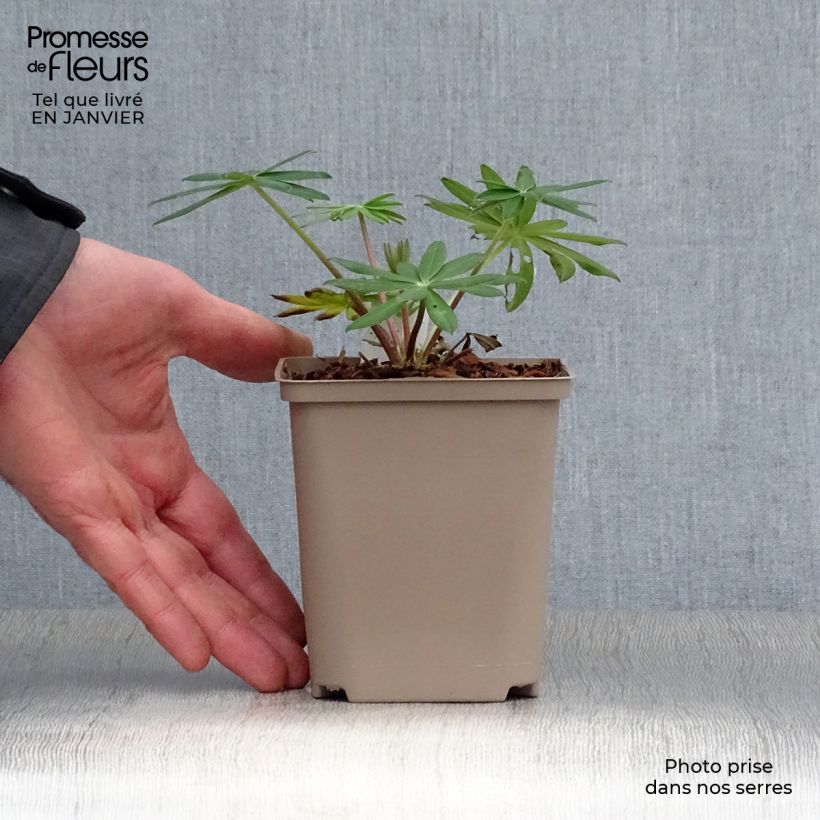 Lupinus polyphyllus West Country Red Rum 10cm/11cm pot sample as delivered in winter