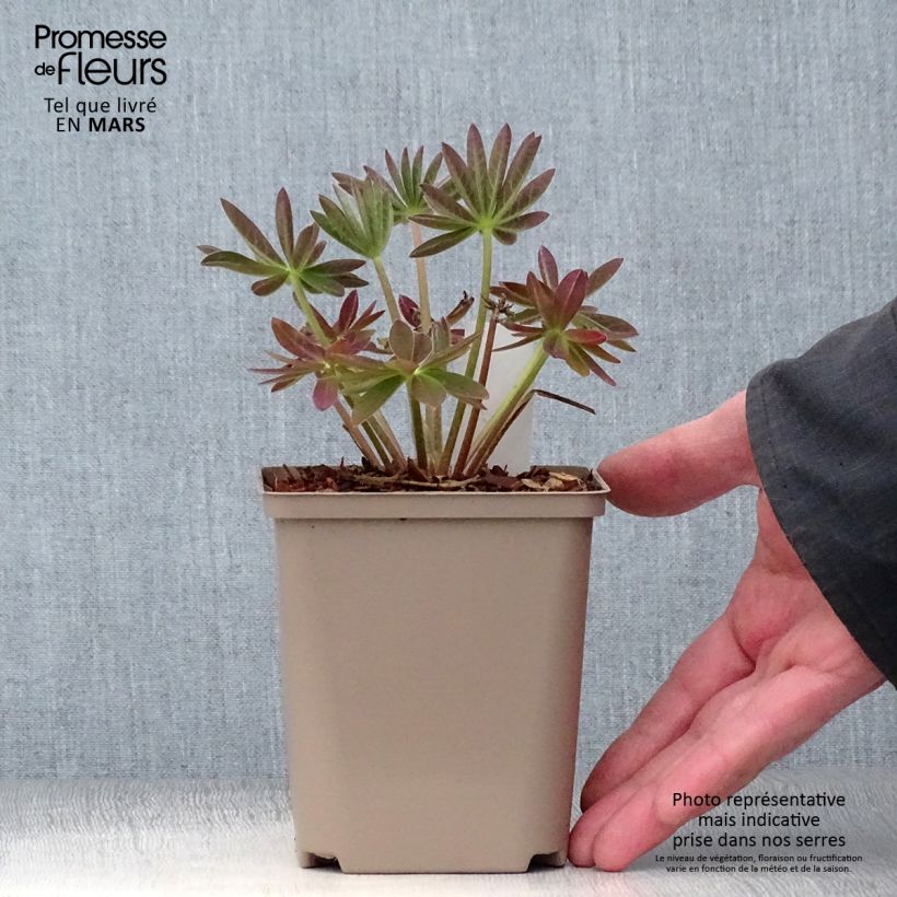 Lupinus polyphyllus West Country Salmon Star 10cm/11cm pot sample as delivered in spring