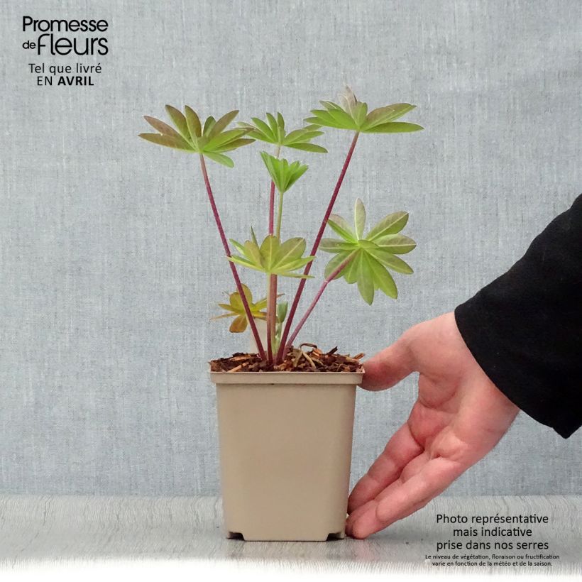 Lupinus polyphyllus West Country Tequila Flame 10cm/11cm pot sample as delivered in spring