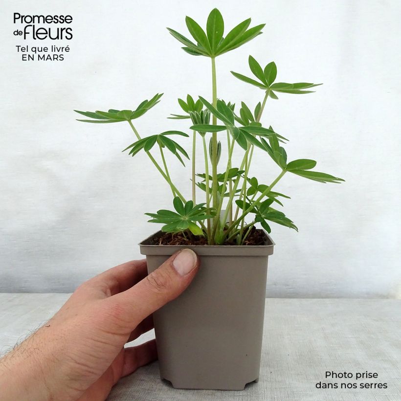 Lupinus polyphyllus West Country Terracotta 10cm/11cm pot sample as delivered in spring