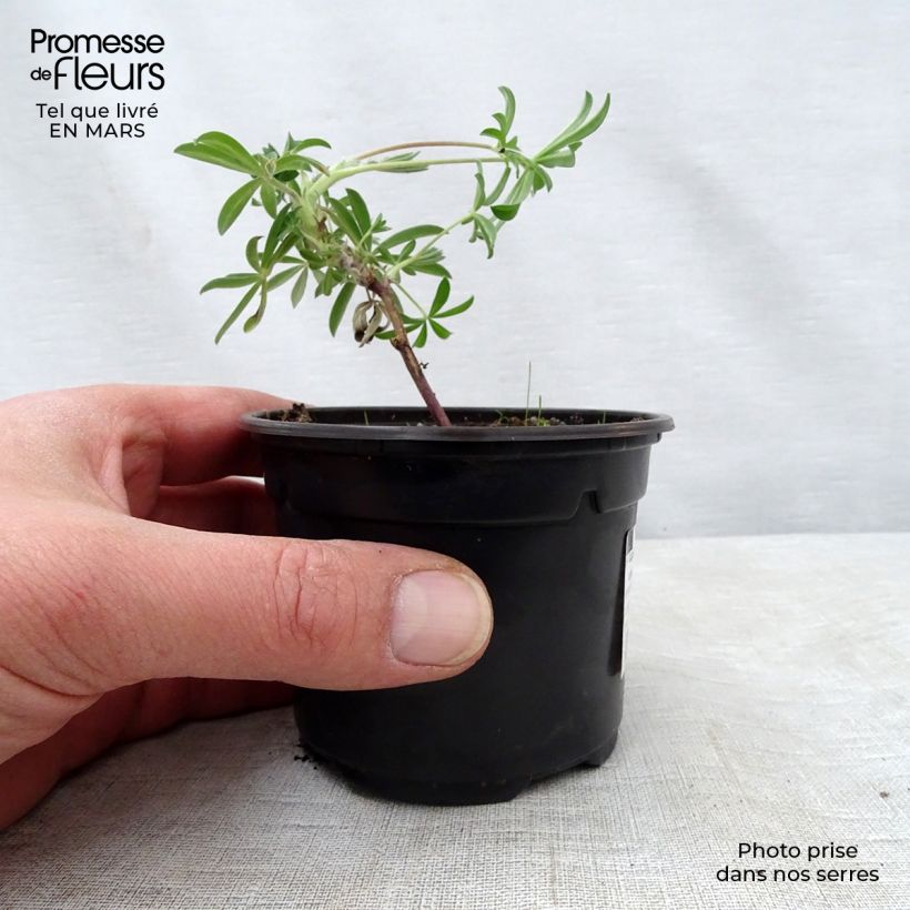 Lupinus arboreus 7/8 cm pot sample as delivered in spring