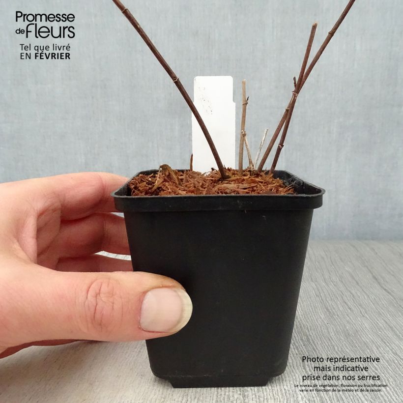 Baptisia Twilight Prairie Blues - False Indigo 8/9 cm pot sample as delivered in winter