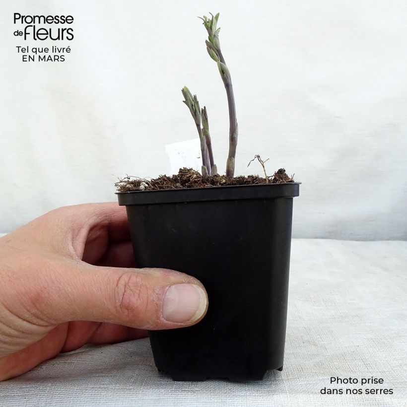 Baptisia australis Alba - False Indigo 8/9 cm pot sample as delivered in spring