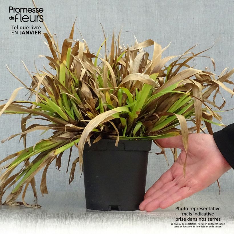 Luzula sylvatica 2L/3L pot sample as delivered in winter