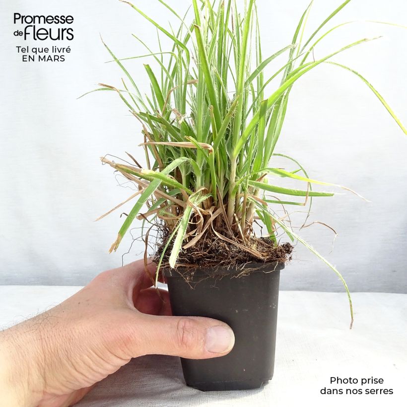 Luzula nivea 8/9 cm pot sample as delivered in winter