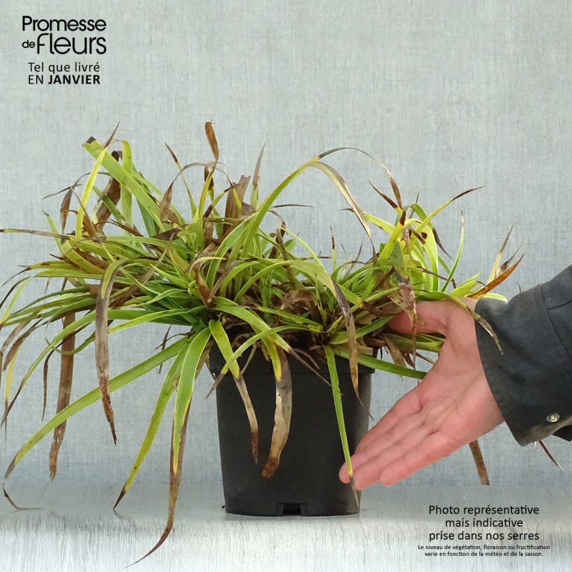 Luzula sylvatica Marginata 2L/3L pot sample as delivered in winter