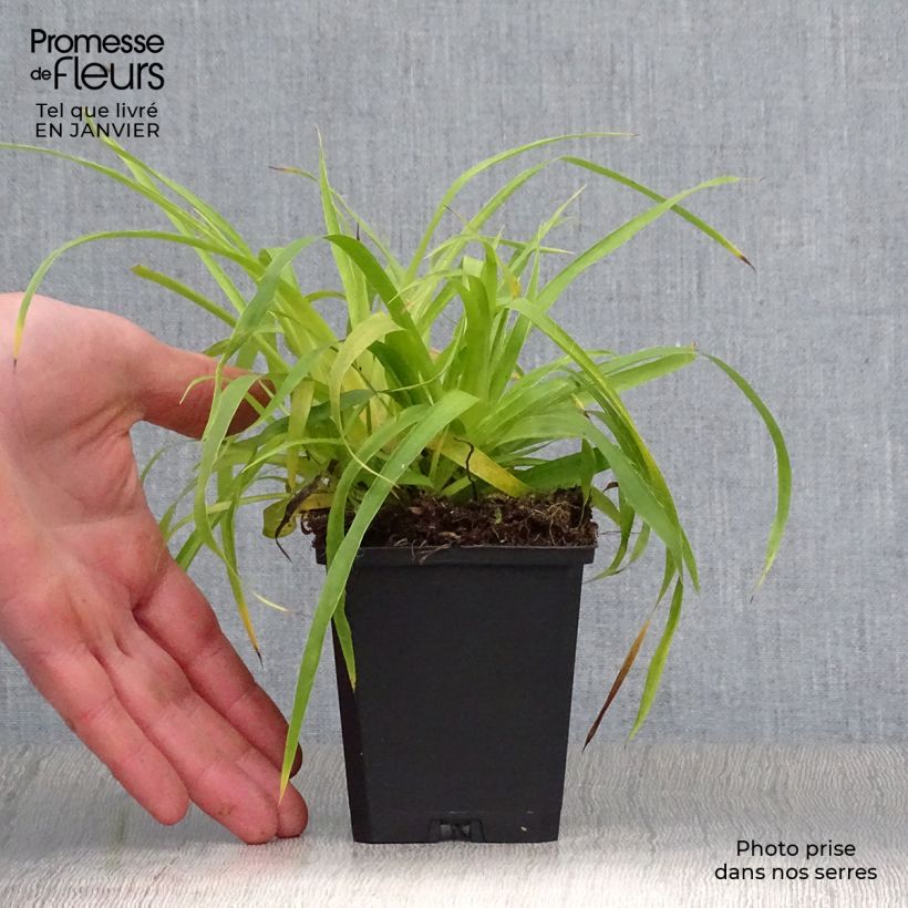 Luzula sylvatica Solar Flare 8/9 cm pot sample as delivered in winter