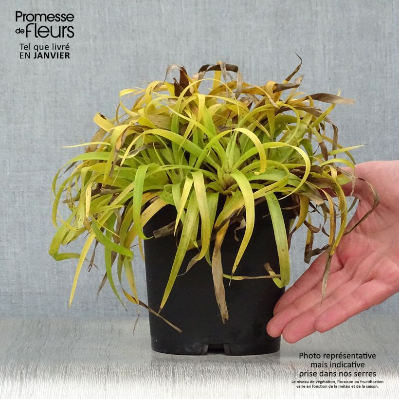 Luzula sylvatica Solar Flare 2L/3L pot sample as delivered in winter