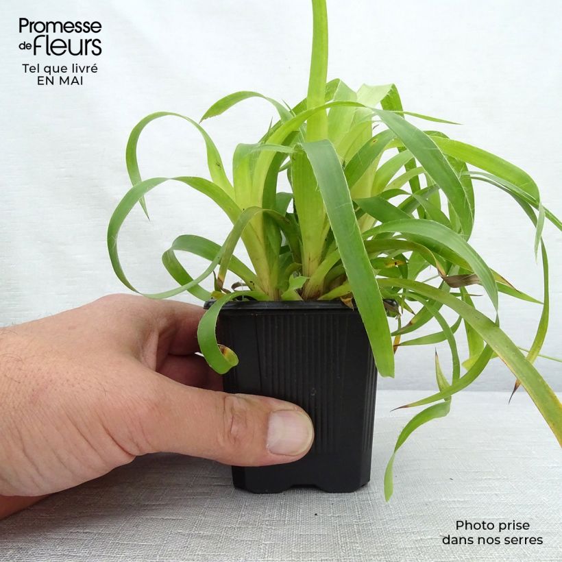 Luzula sylvatica Solar Flare 8/9 cm pot sample as delivered in spring