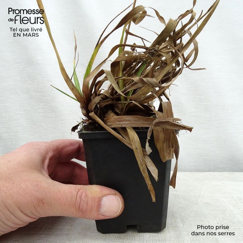 Luzula sylvatica Surprise 8/9 cm pot sample as delivered in spring