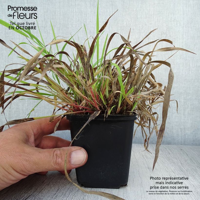 Luzula pilosa 8/9 cm pot sample as delivered in autumn