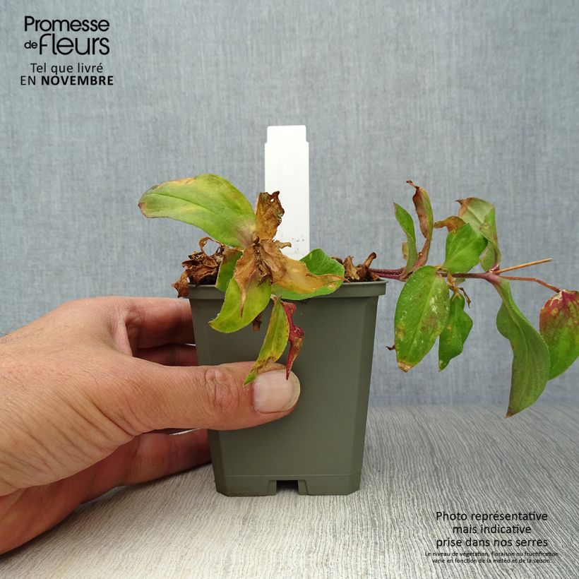 Lychnis x arkwrightii Vesuvius 8/9 cm pot sample as delivered in autumn