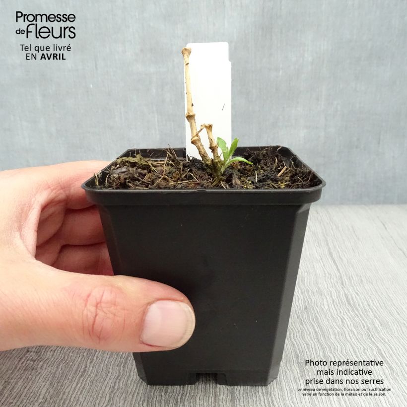 Lychnis x arkwrightii Vesuvius 8/9 cm pot sample as delivered in spring