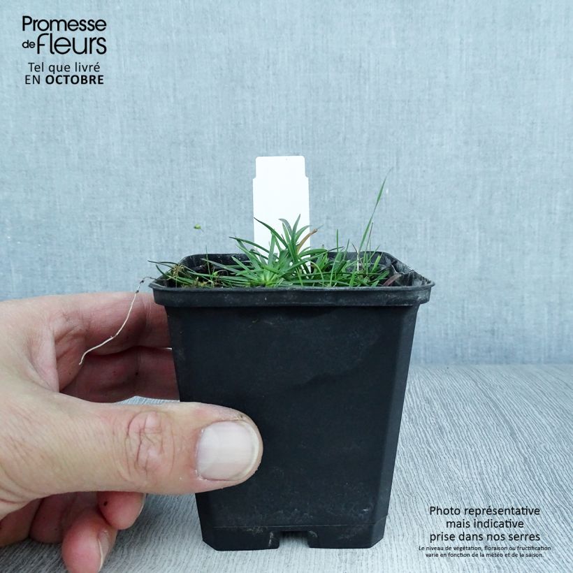 Lychnis alpina Rosea 8/9 cm pot sample as delivered in autumn