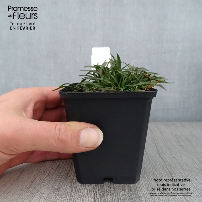 Lychnis alpina Rosea 8/9 cm pot sample as delivered in winter