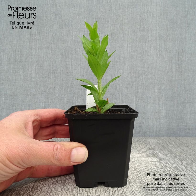 Lychnis chalcedonica Alba 8/9 cm pot sample as delivered in spring