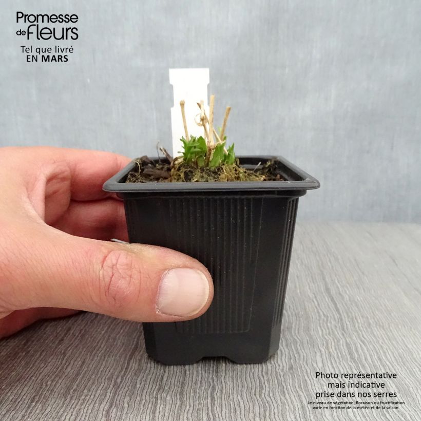 Lychnis chalcedonica Flore Pleno 8/9 cm pot sample as delivered in spring