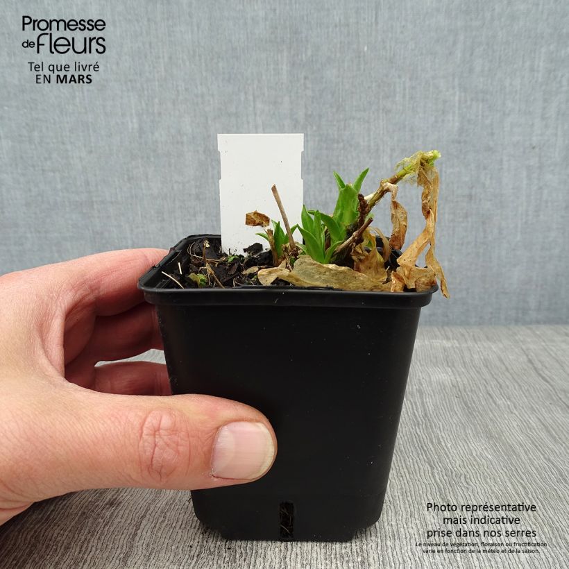 Lychnis chalcedonica Flore Pleno 8/9 cm pot sample as delivered in winter