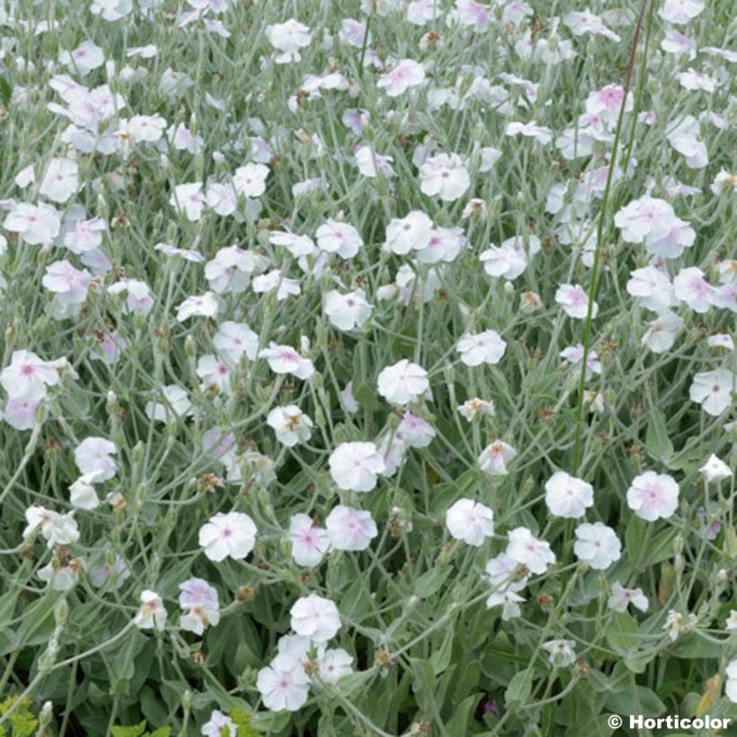 Lychnis coronaria Alba (Flowering)