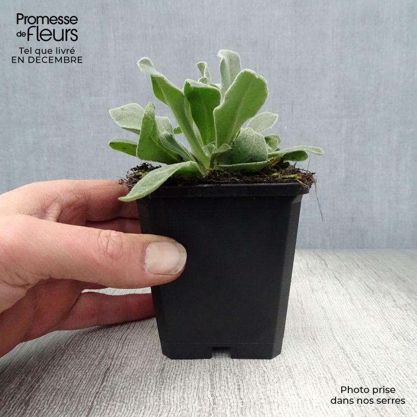 Lychnis coronaria Alba 8/9 cm pot sample as delivered in winter