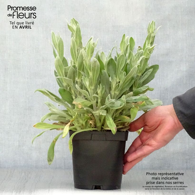 Lychnis coronaria Alba 2L/3L pot sample as delivered in spring