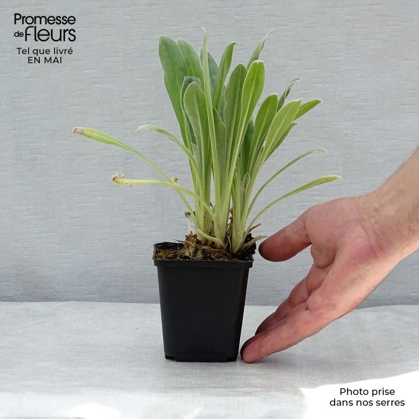 Lychnis coronaria Alba 8/9 cm pot sample as delivered in spring