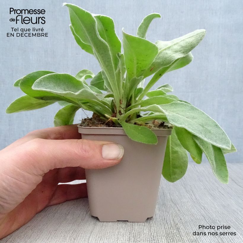 Lychnis coronaria Oculata 8/9 cm pot sample as delivered in winter