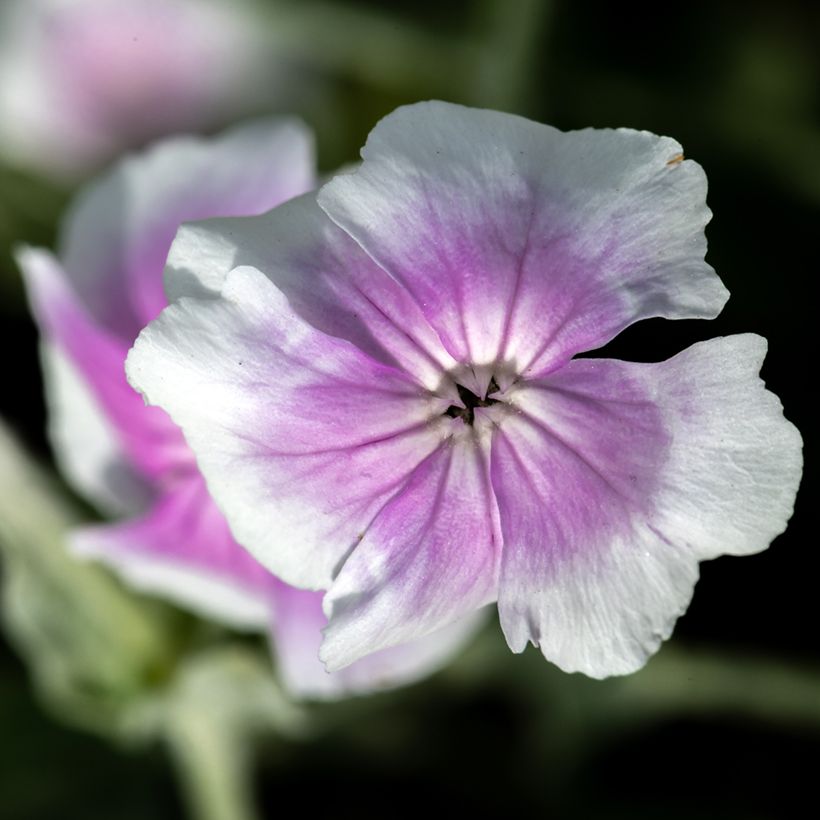 Lychnis coronaria Oculata (Flowering)