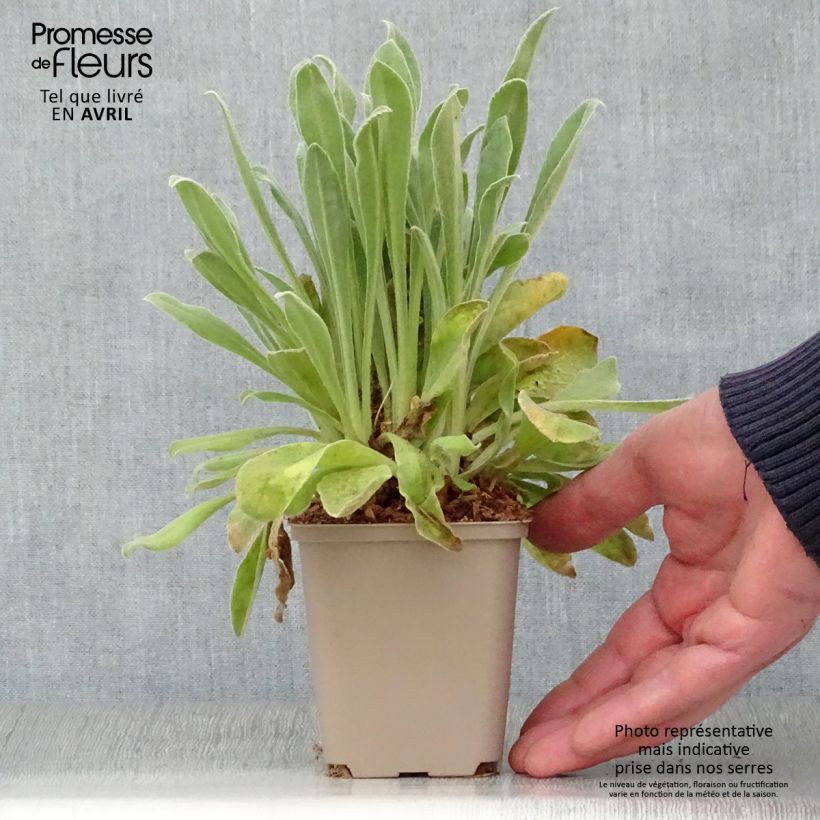 Lychnis coronaria Oculata 8/9 cm pot sample as delivered in spring