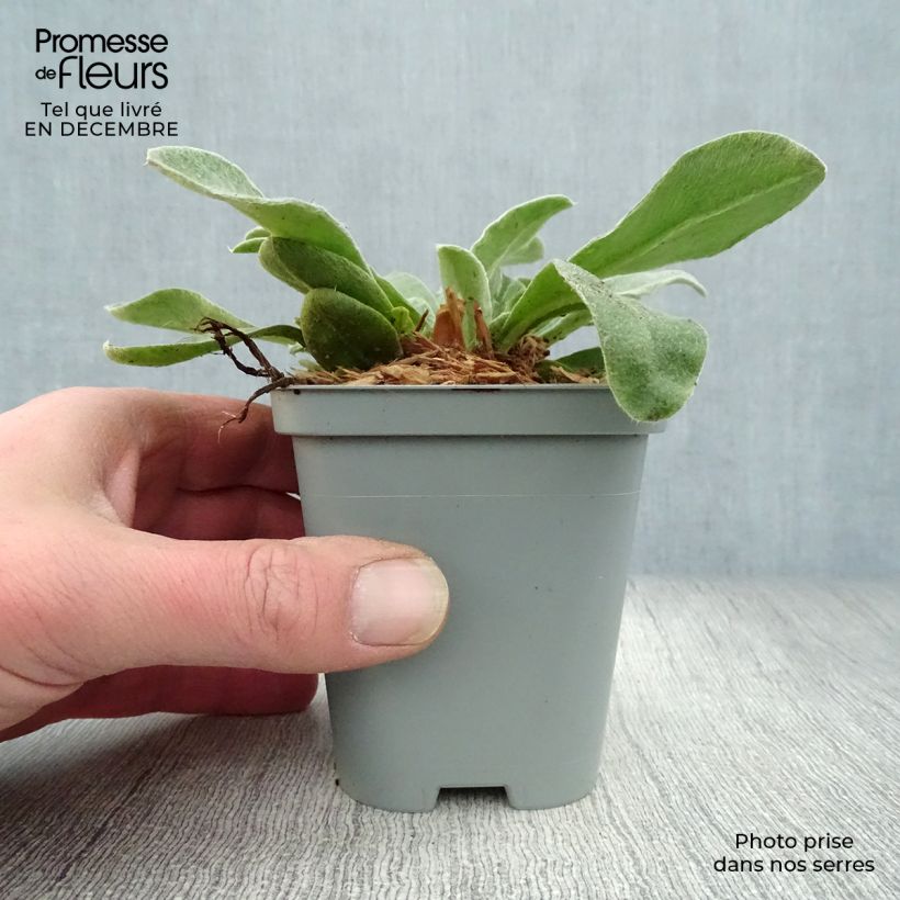 Lychnis coronaria Atrosanguinea 8/9 cm pot sample as delivered in winter