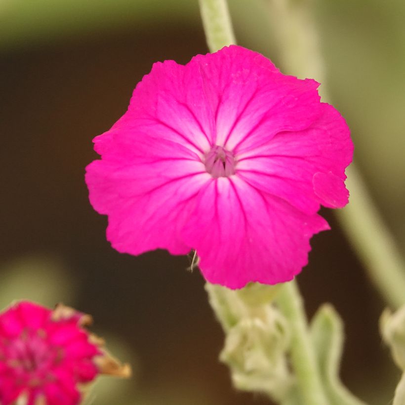 Lychnis coronaria (Flowering)