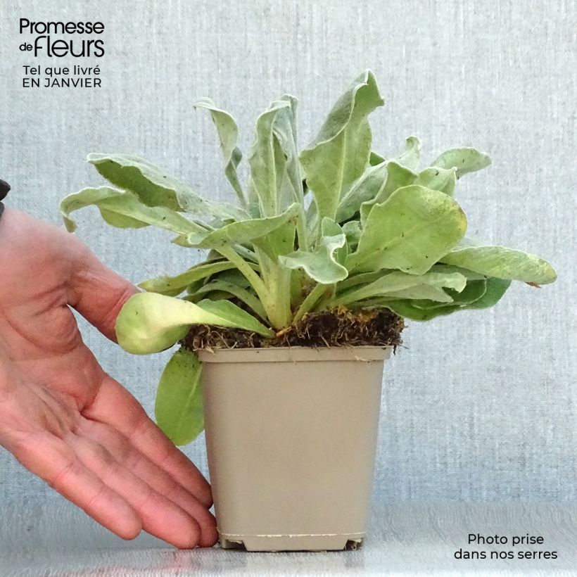 Lychnis coronaria Gardeners World 8/9 cm pot sample as delivered in winter