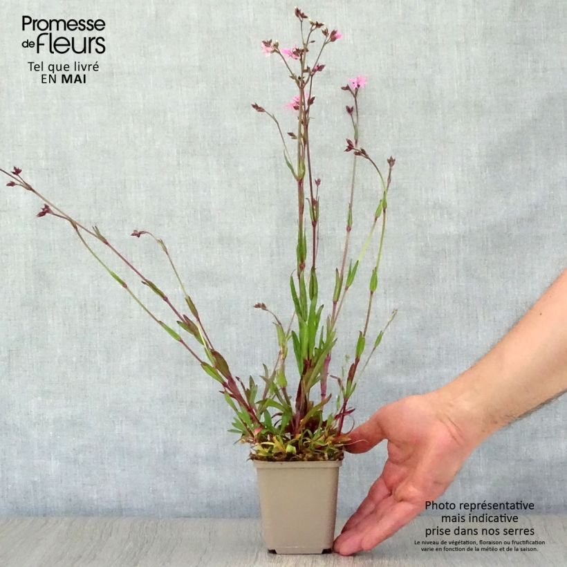 Lychnis flos-cuculi 8/9 cm pot sample as delivered in spring