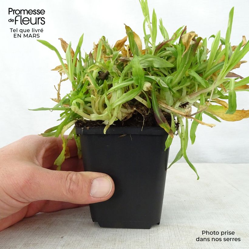 Lychnis flos-cuculi Petit Henri 8/9 cm pot sample as delivered in spring