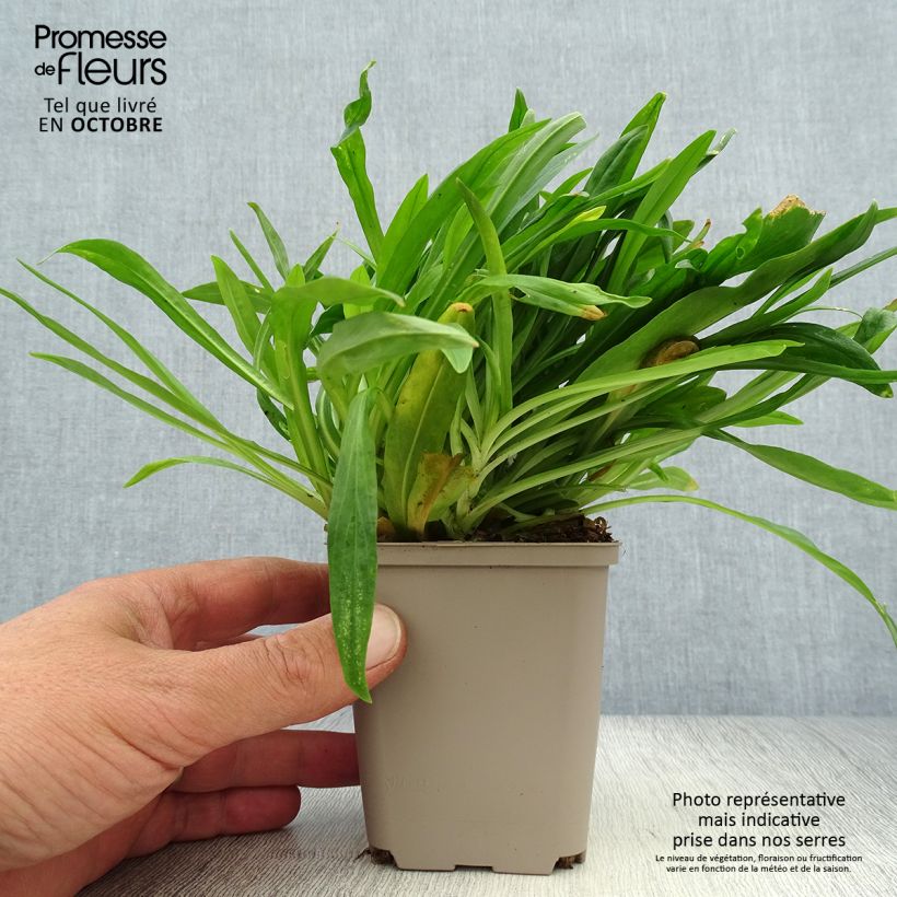Lychnis flos-cuculi Petit Henri 8/9 cm pot sample as delivered in autumn
